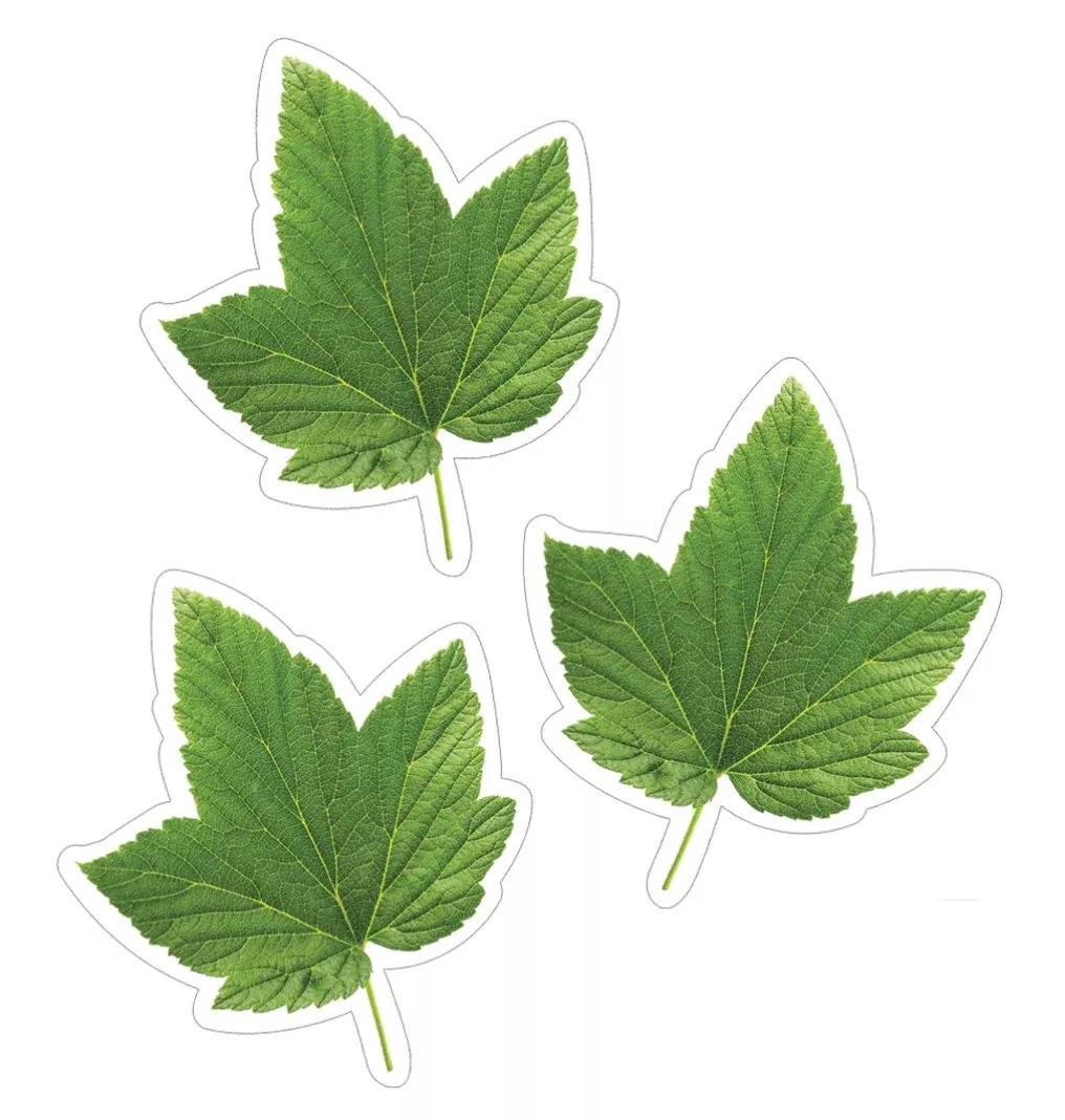 green-leaves-cut-outs-neutral-classroom-border -Green Leaves Cut-Outs|Neutral Classroom Border|